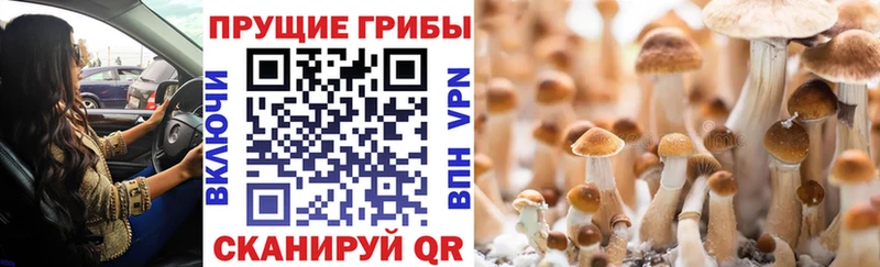 закладки  Чебаркуль  Галлюциногенные грибы Psilocybe 